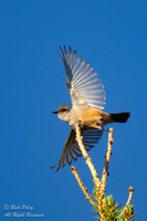 Say's Phoebe (Sayornis saya) Taking Flight, CO