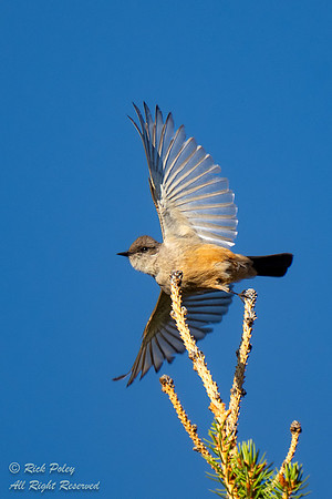 Say's Phoebe (Sayornis saya) Taking Flight, CO