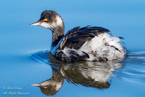 Eared Grebe (Podiceps nigricollis), NM