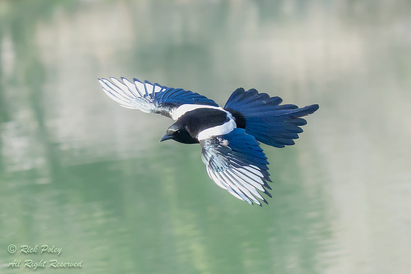 Dorsal View, Black-billed Magpie (Pica hudsonia), CO