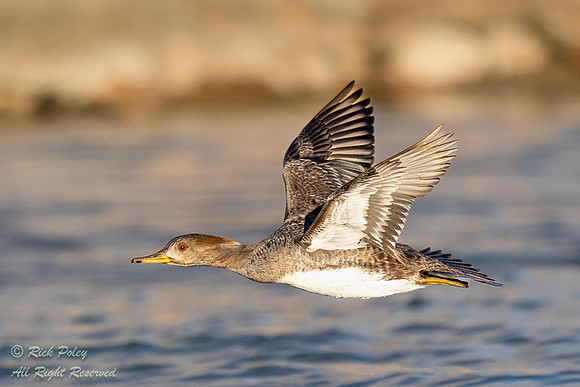 Female Hooded Merganser (Lophodytes cucullatus) in Flight, NM