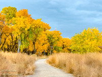 Rio Rancho Bosque Trail in Autumn, NM