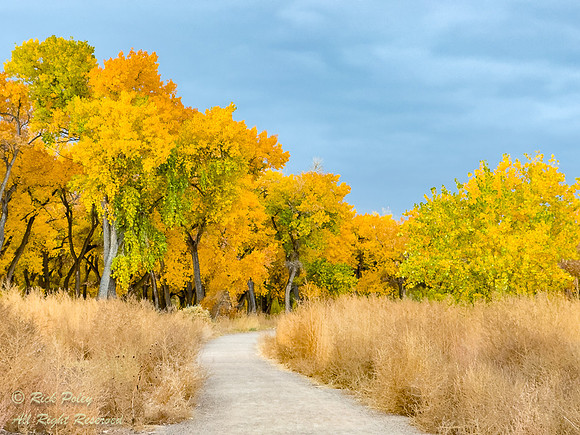Rio Rancho Bosque Trail in Autumn, NM