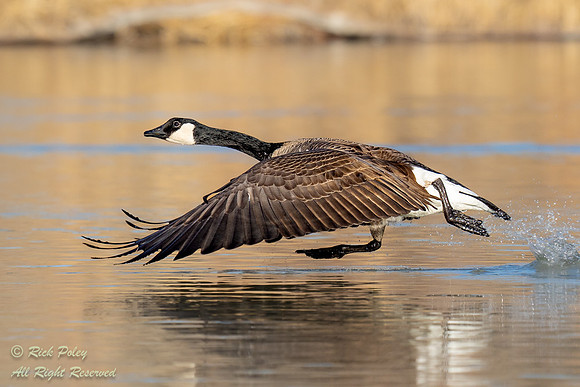 Canada Goose (Branta canadensis) Taking-off, NM