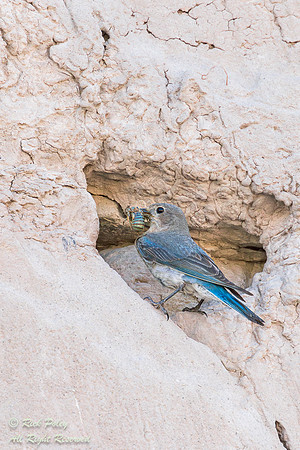 Female Mountain Bluebird (Sialia currucoides)  Returning to Nest