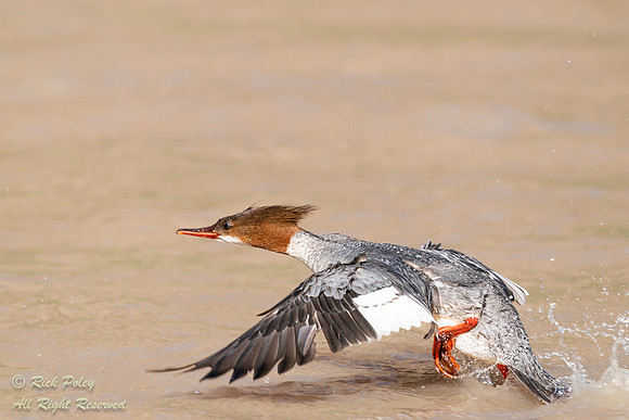 Red-breasted Merganser (Mergus serrator) on the Chama River Taki