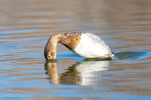 Juvenile Canvasback (Aythya valisineria) Diving, NM