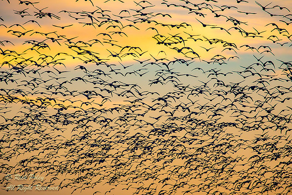 Sunrise Snow Geese Lift-off, Bosque del Apache NWR, NM
