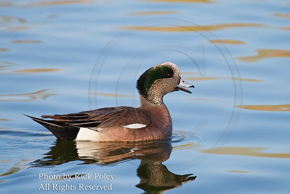 American Wigeon (Anas americana)