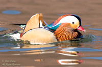 Drake Mandarin Duck (Aix galericulata), NM
