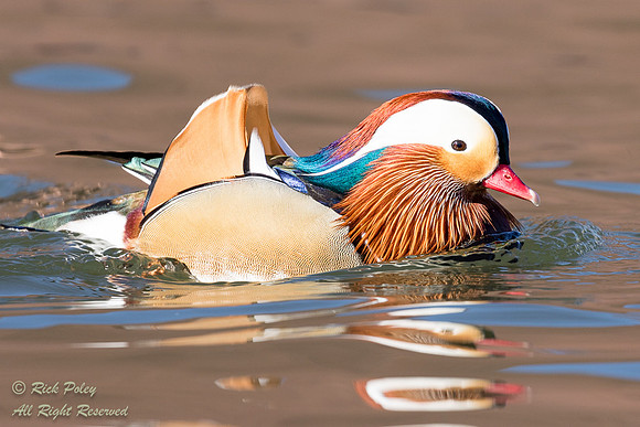 Drake Mandarin Duck (Aix galericulata), NM
