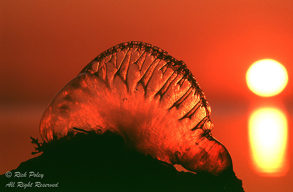 Portuguese Man O' War (Physalia physalis) at Sunrise, Key Largo,