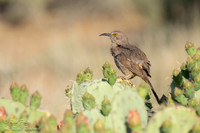 Curve-billed Thrasher (Toxostoma curvirostre), NM