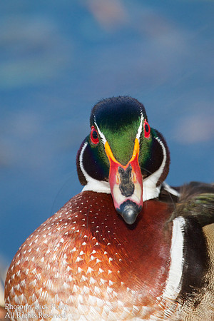 Male Wood Duck (Aix sponsa)