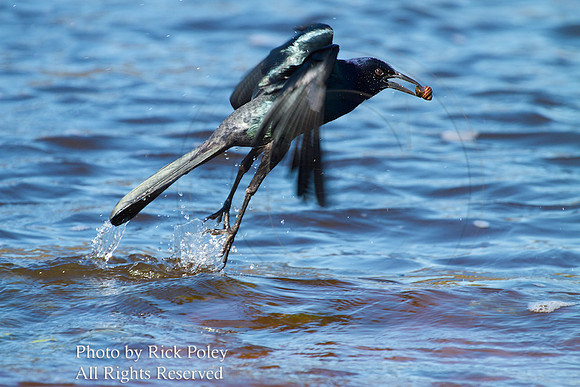 Male Boat-tailed Grackle with Snail