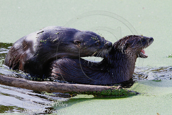Mating Northern River Otters