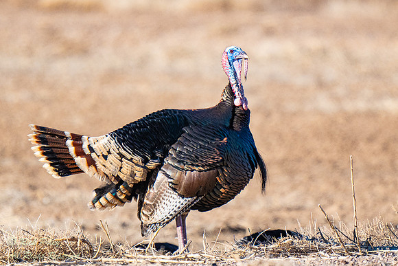 Wild Tom Turkey (Meleagris gallopavo) & Hens, NM