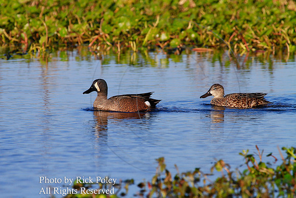 Drake & hen Blue-winged Teal