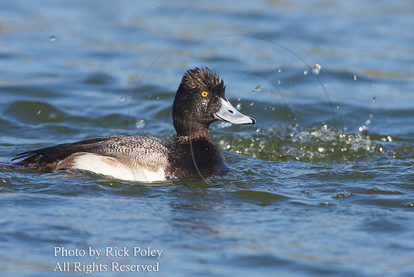 Foraging Male Lesser Scaup (Aythya affinis)