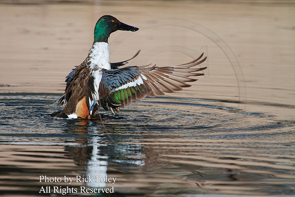 Bathing & Preening Male Northern Shoveler