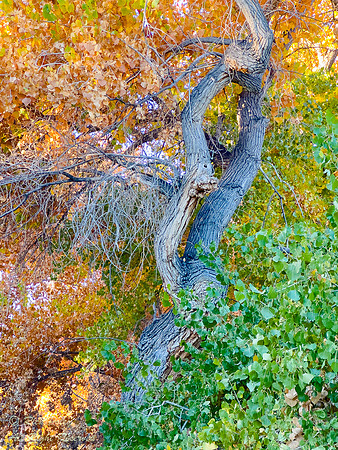 Cottonwood Tree in Autumn, NM
