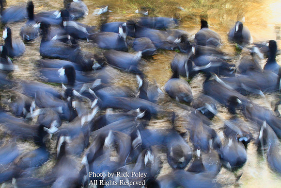 Raft of American Coots (Fulica americana)