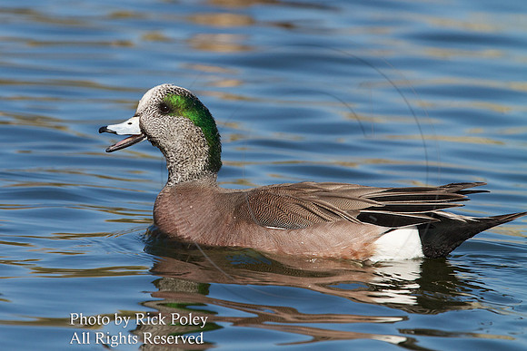 American Wigeon (Anas americana)