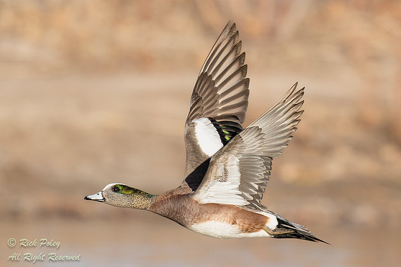 Drake American Wigeon (Anas americana) in Flight, NM