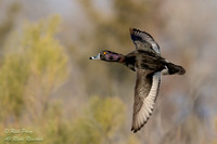 Drake Ring-necked Duck (Aythya collaris) With Autumn Background,
