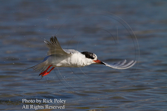 Forster's Tern (Sterna forsteri) Flying Over Water