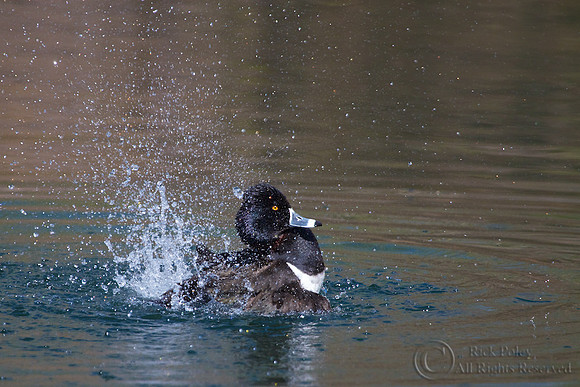 Ring-necked Duck (Aythya collaris)