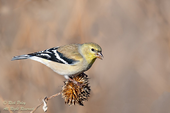 Feeding Male American Goldfinch (Spinus tristis), NM