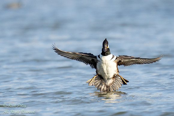 Drake Hooded Merganser (Lophodytes cucullatus) Landing, on Pond