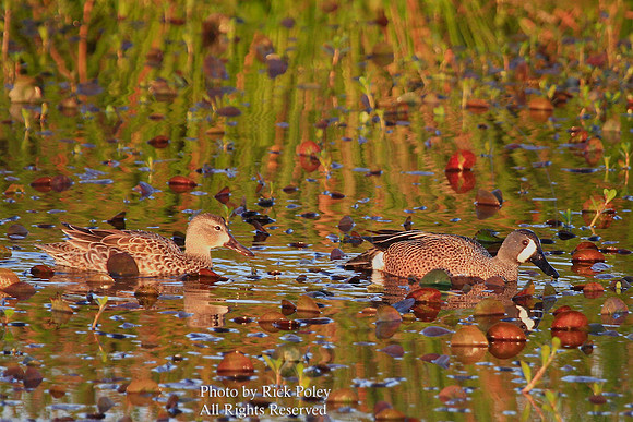Blue-winged Teal (Anas discors)