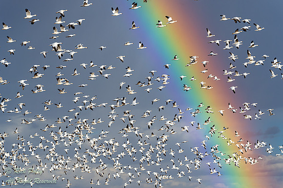 Snow Geese (Chen caerulescens) Flying Under a Rainbow, NM