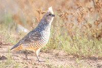 Scaled Quail (callipepla squamata) Calling, NM