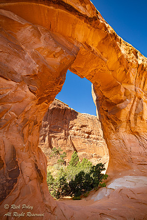 Pine Tree Arch, UT
