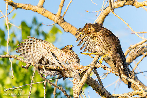 Cooper's Hawk (Accipiter cooperii) Fledglings Quarreling, NM