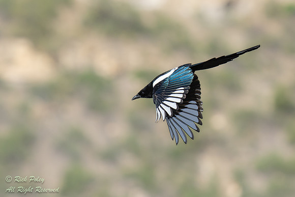 Black-billed Magpie (Pica hudsonia) in Flight, CO