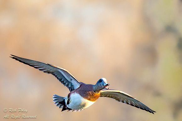 American Wigeon (Anas americana) Calling in Flight, NM