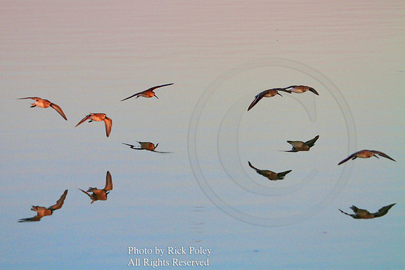 Flock of Sanderlings (Calidris alba)