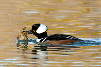 Drake Hooded Merganser (Lophodytes cucullatus) With Two Crayfish