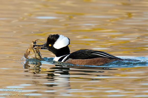 Drake Hooded Merganser (Lophodytes cucullatus) With Two Crayfish