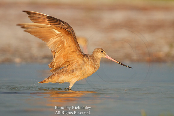 Marbled Godwit (Limosa fedoa) Drying Wings