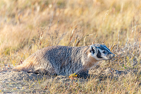 American Badger (Taxidea taxus), WY