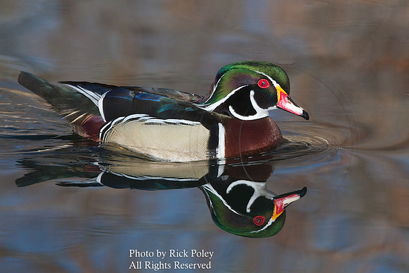 Male Wood Duck (Aix sponsa)
