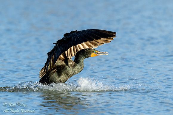 Double-crested Cormorant (Phalacrocorax auritus) Cupping Wings t