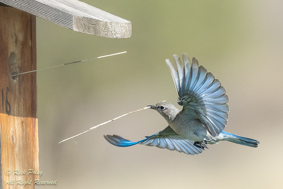 Female Mountain Bluebird (Sialia currucoides) Returning to Nest