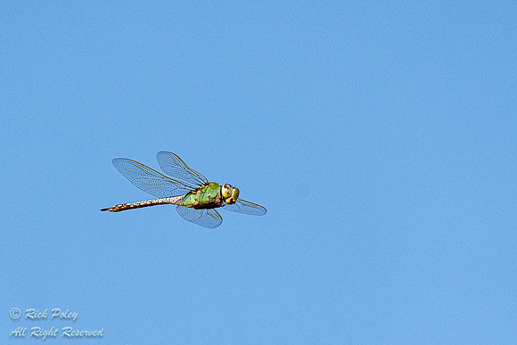Female Eastern Pondhawk (Erythemis simplicicollis) in Flight, NM