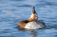 Head-throw Hen Canvasback (Aythya valisineria), NM